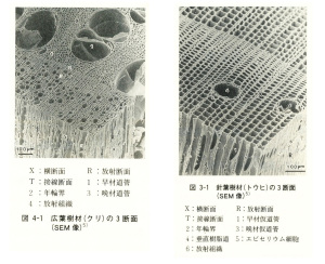 樹幹SEM像 樹幹SEM像