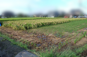 稲刈りができない 稲刈りができない